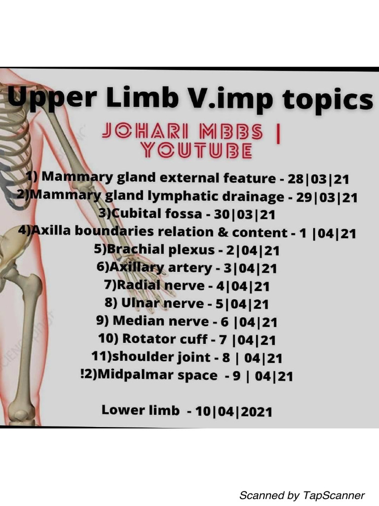 Upper Limb Anatomy L Johari Mbbs | PDF