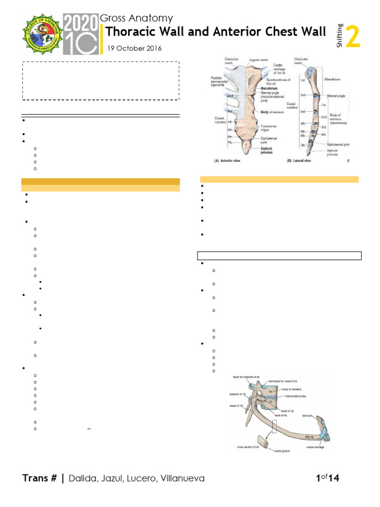 (PLM) Thoracic Wall Anterior Chest Wall and Mediastinum | PDF | Thorax ...