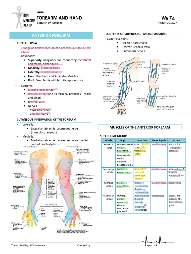 Anatomy of the Forearm and Hand | PDF | Thumb | Hand