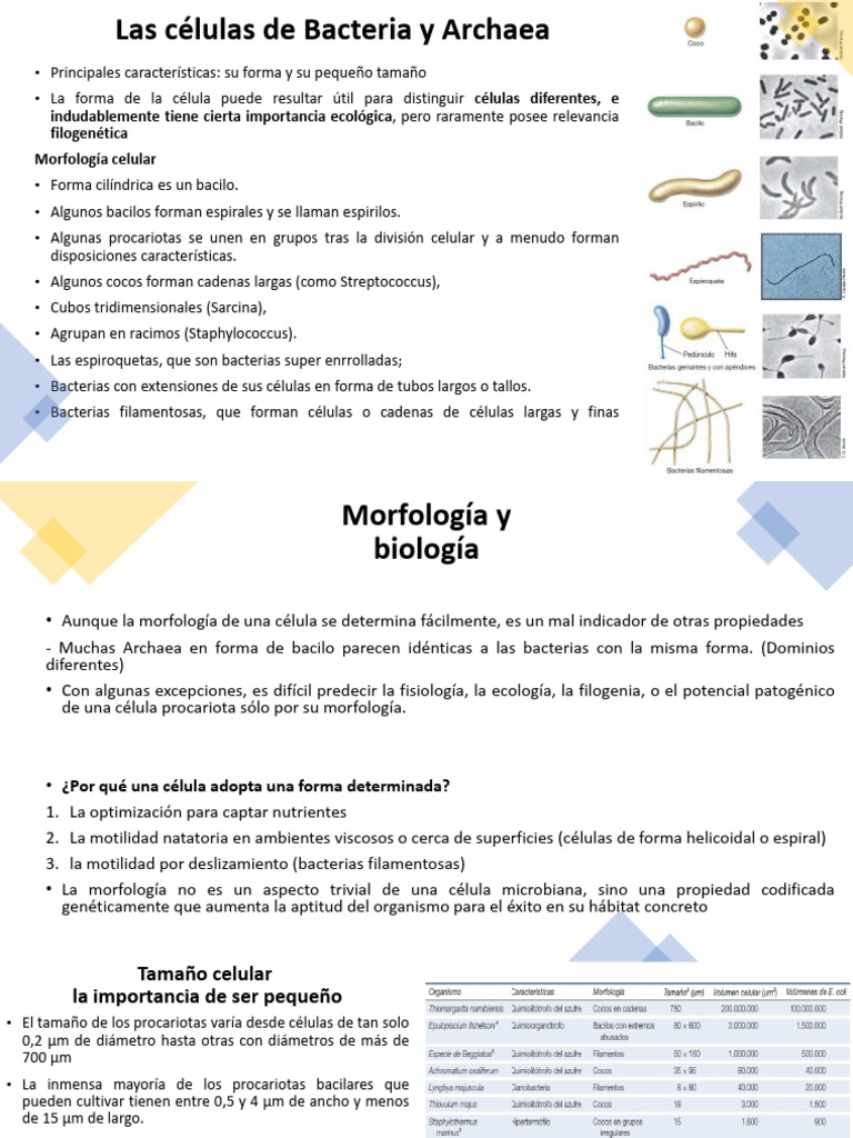 Morfología y Estructura de Procariotas | PDF | Membrana celular ...