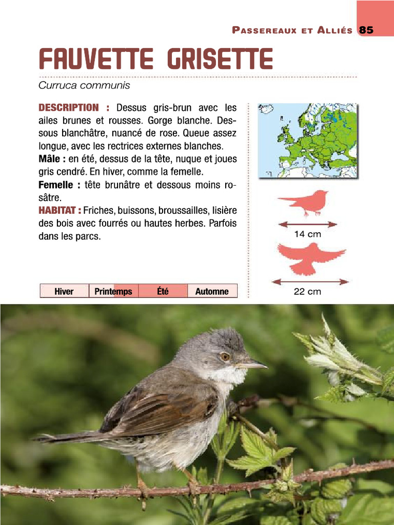 Fauvette Crisette | PDF