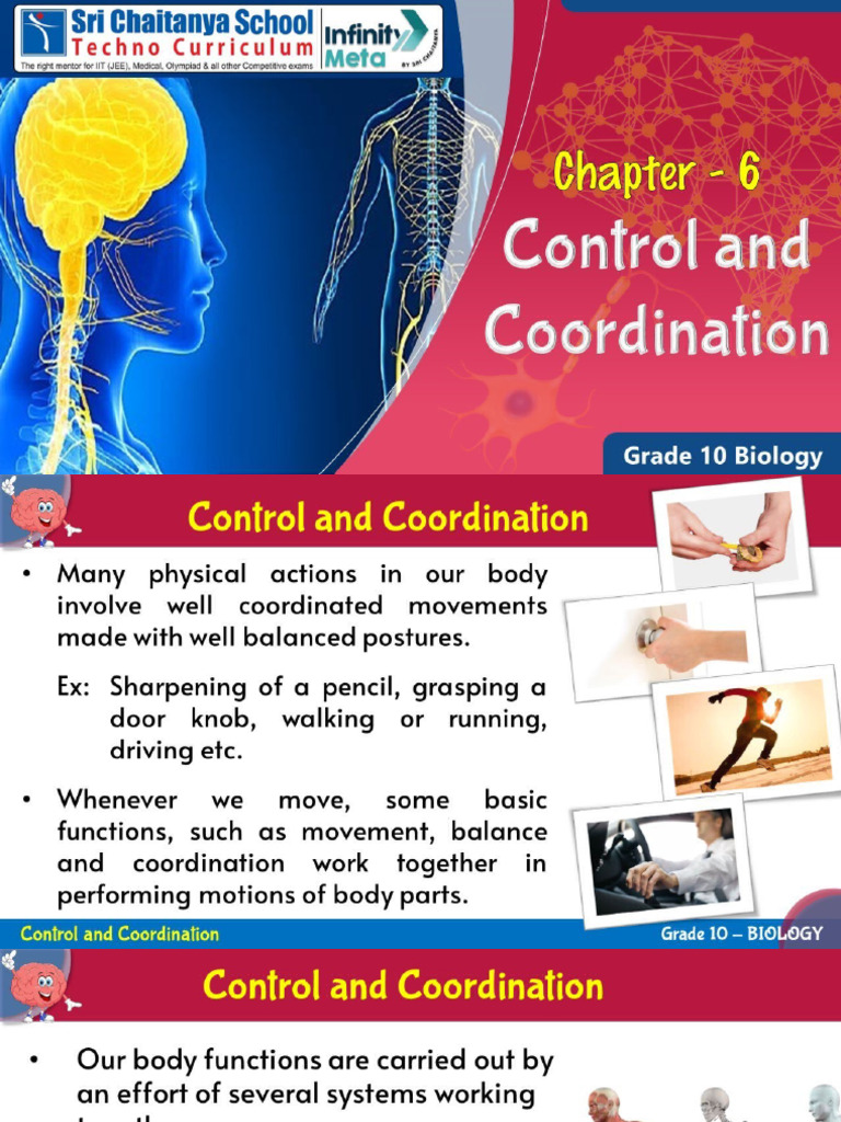 CBSE - Chapter 6 - Control and Coordination | PDF