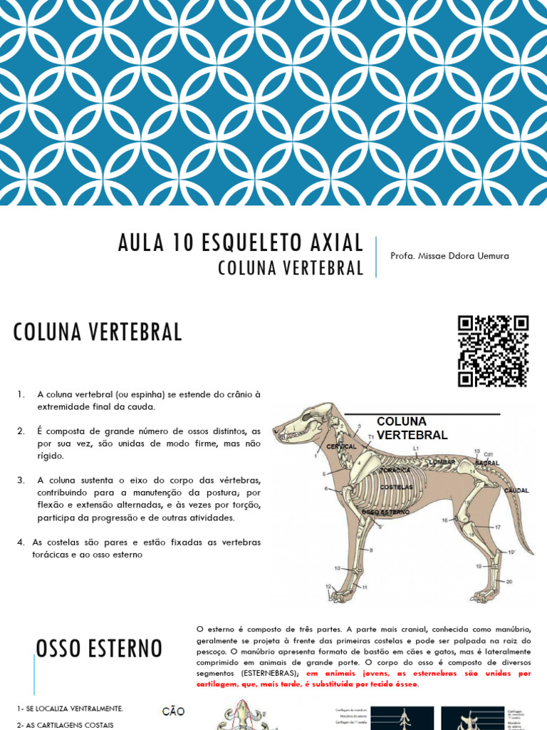 Anatomia da Coluna Vertebral e Esterno | PDF | Vértebra | Esqueleto