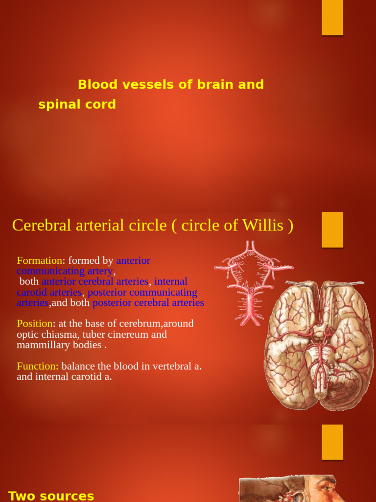 Blood Vessels and Anatomy of the Brain | PDF | Cerebrum | Cerebral ...