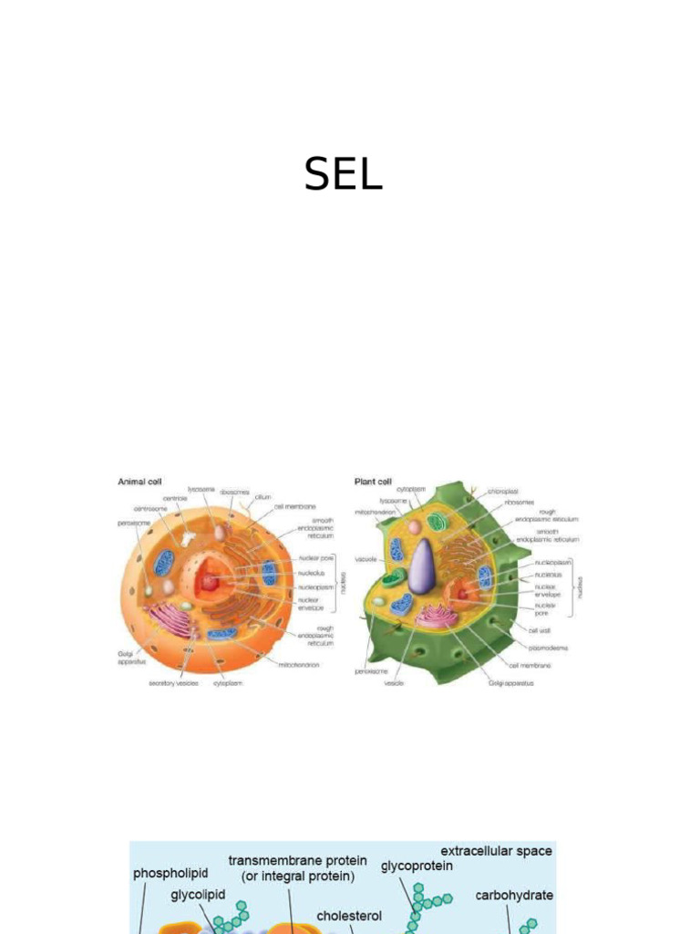 Sel | PDF