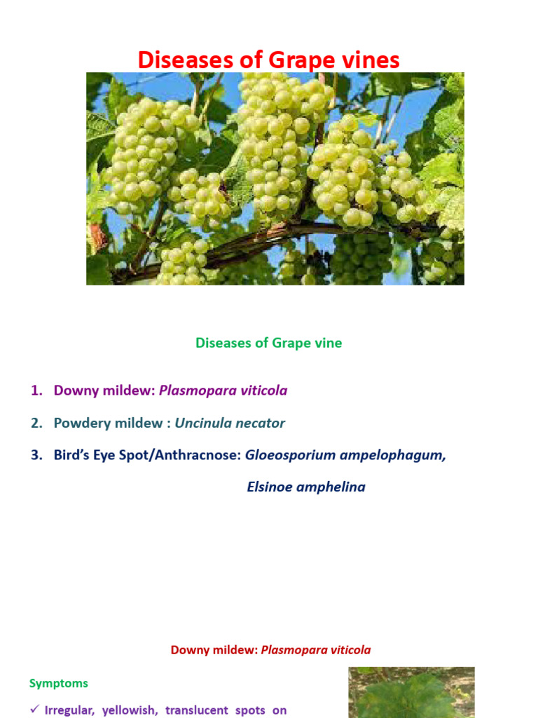 Grape Vine Disease Management Guide | PDF | Plants | Botany