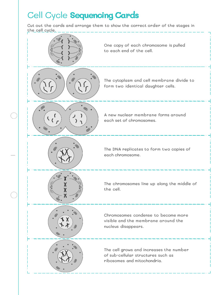 Cell Cycle Stages Sequencing Cards | PDF
