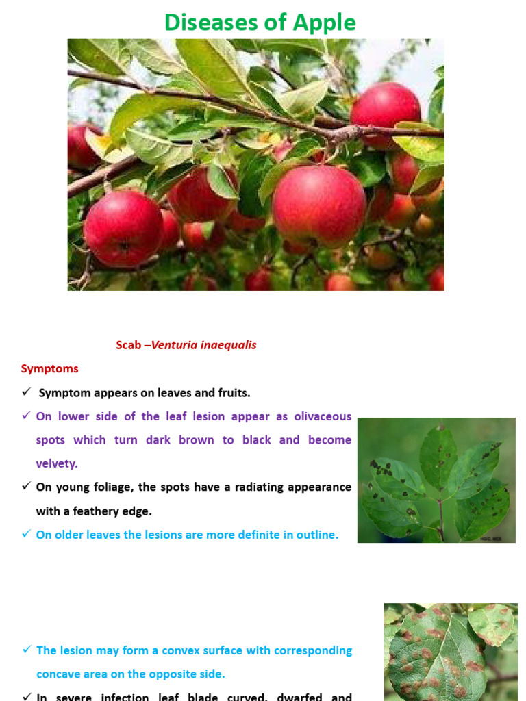 Apple Disease Management Guide | PDF | Plants | Botany