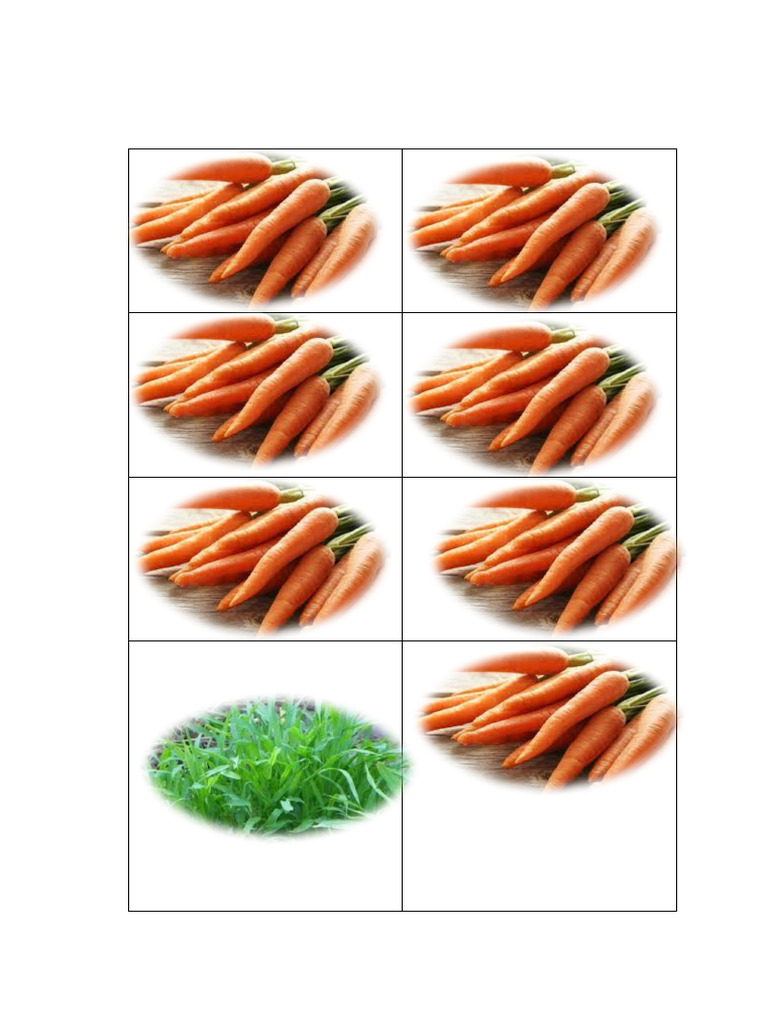 GBR Wortel Dan Rumput | PDF