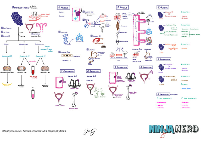 Staphylococcus Aureus Epidermidis Saprophyticus 1 Atf Pdf