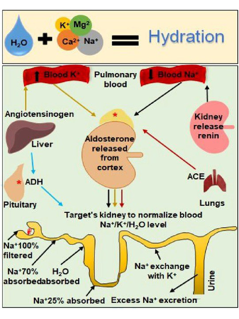 Hydration | PDF