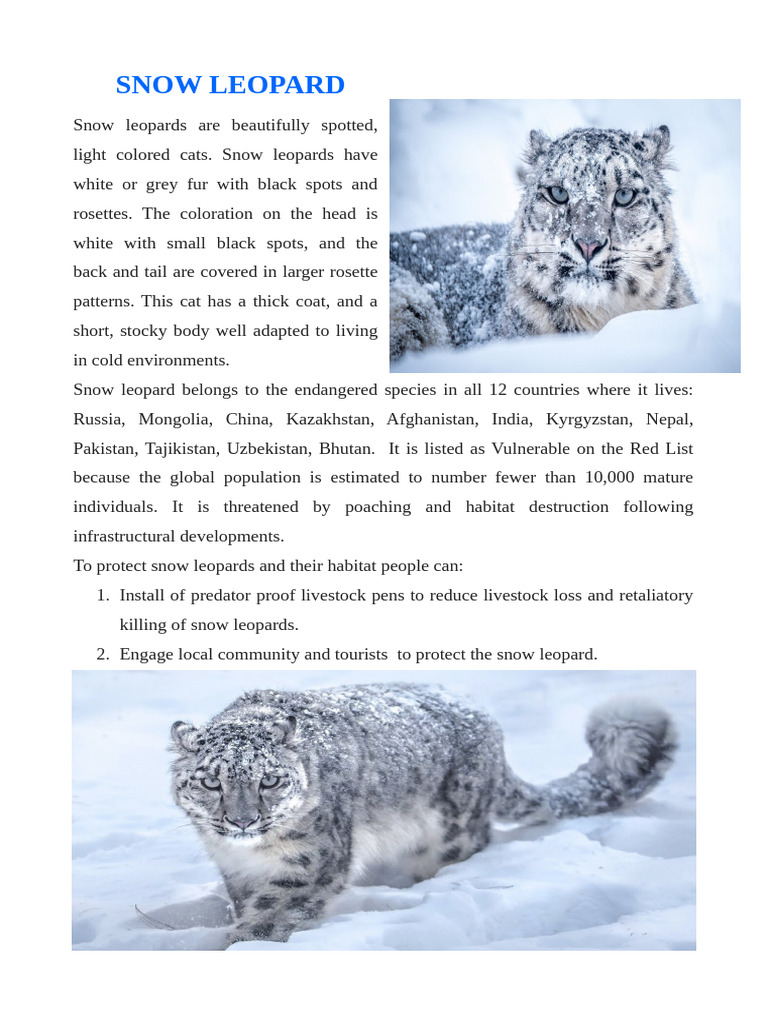 Snow Leopard: Endangered Species Facts | PDF