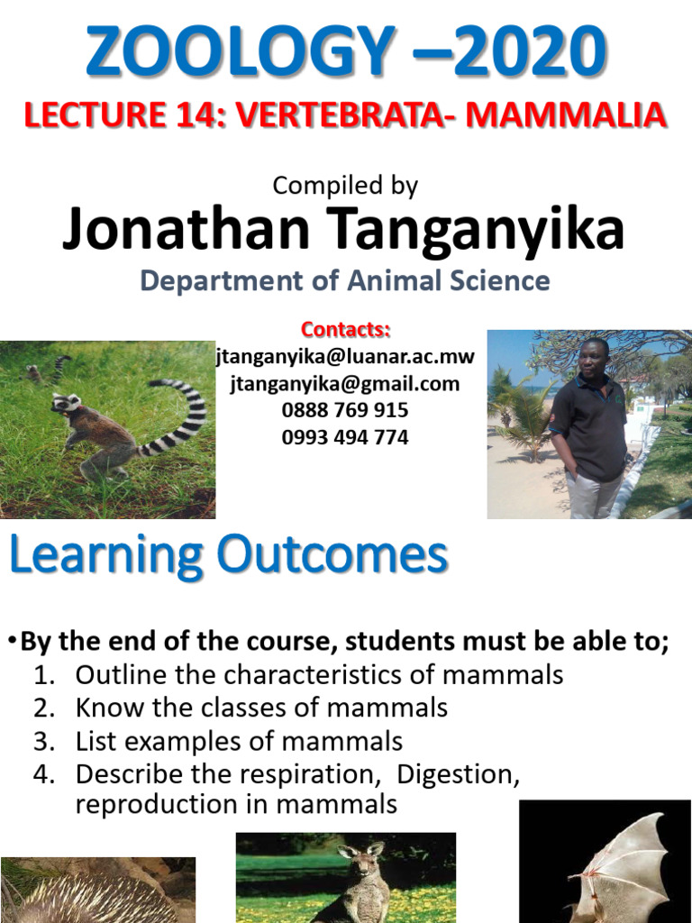 Lecture 14. Vertebrata - Mammals | PDF | Mammals | Marsupials