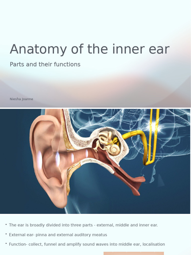 Anatomy and Functions of the Ear | PDF