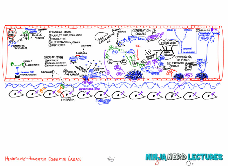 Hemostasis | PDF