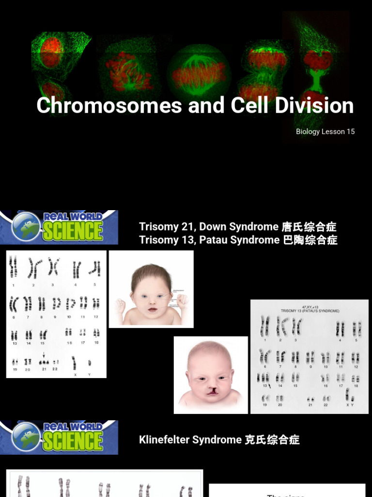 Chromosomes and Cell Division Explained | PDF | Meiosis | Mitosis