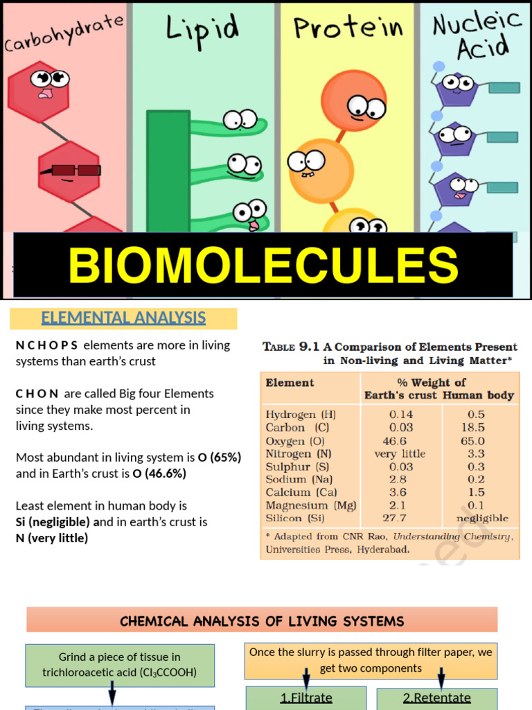 Understanding Biomolecules and Metabolism | PDF | Nucleotides | Amino Acid