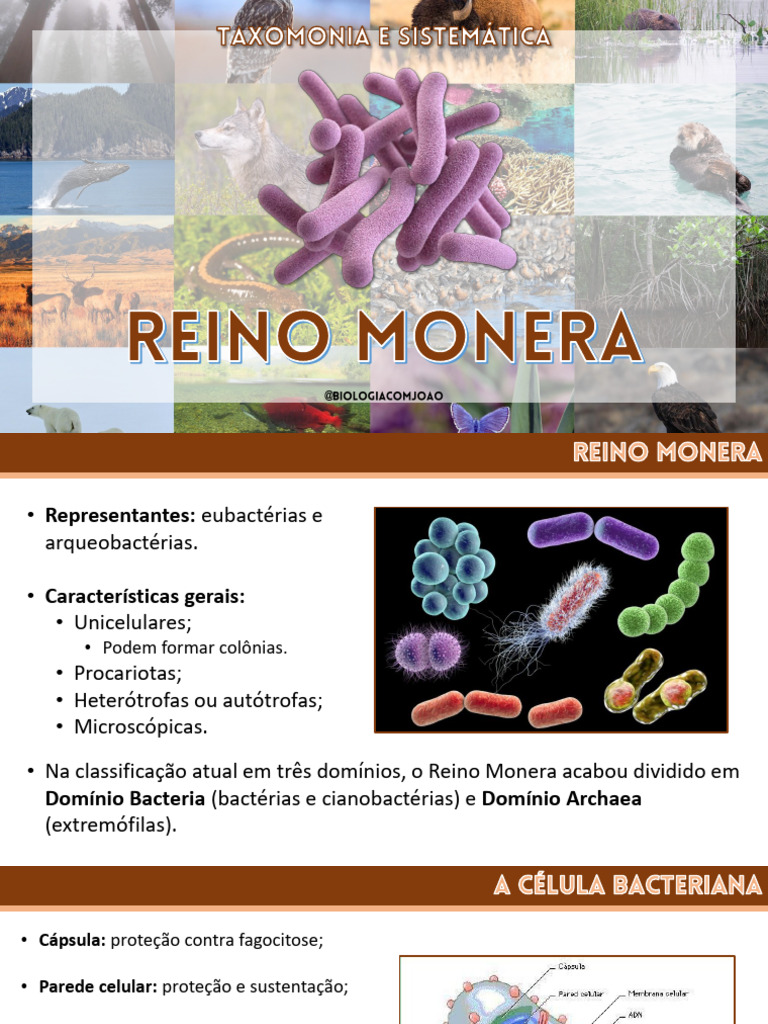 Taxonomia e Doenças do Reino Monera | PDF | Bactérias | Archaea