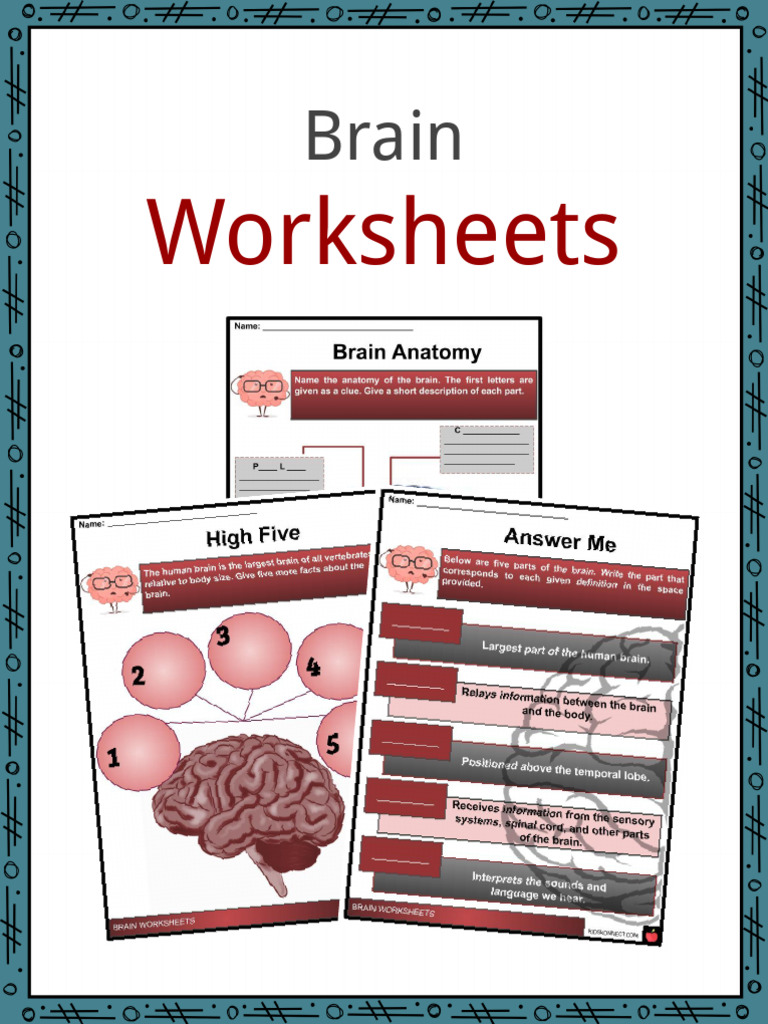 The Human Brain-Worksheets | PDF | Human Brain | Brainstem