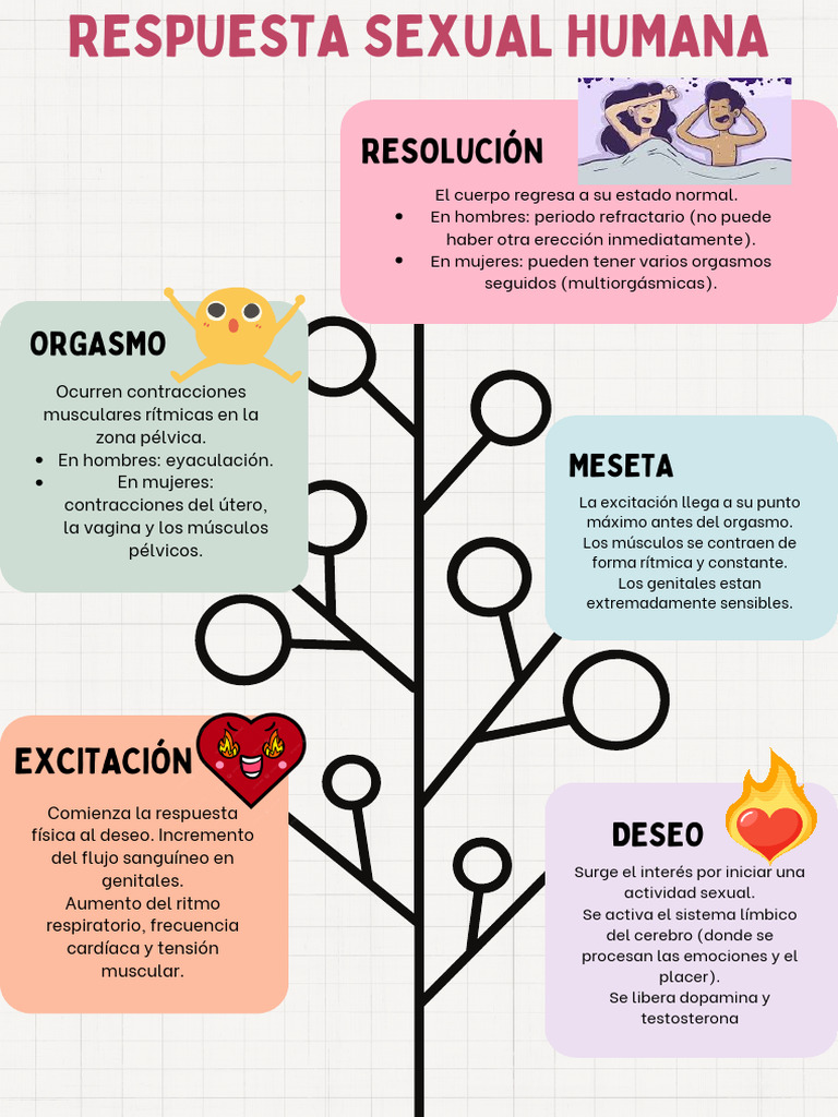 Fases de la Respuesta Sexual Humana | PDF