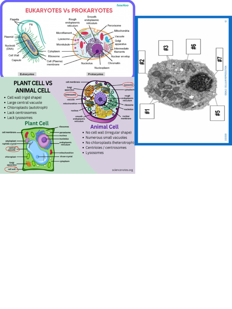 Cell Structure and Mitosis Activity Guide | PDF