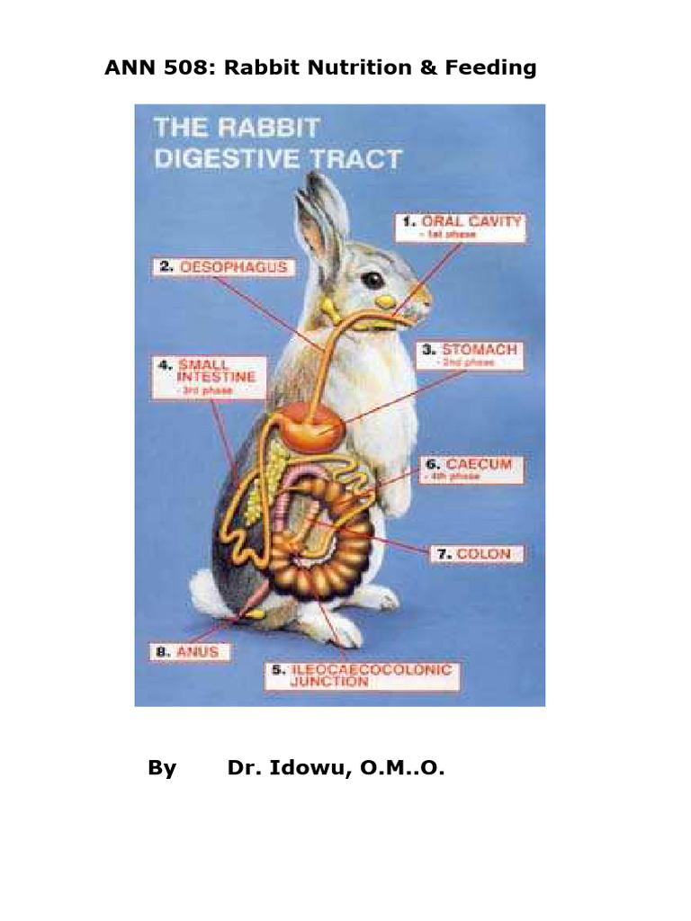 Rabbit Nutrition and Feeding Guide | PDF | Digestion | Gastrointestinal ...