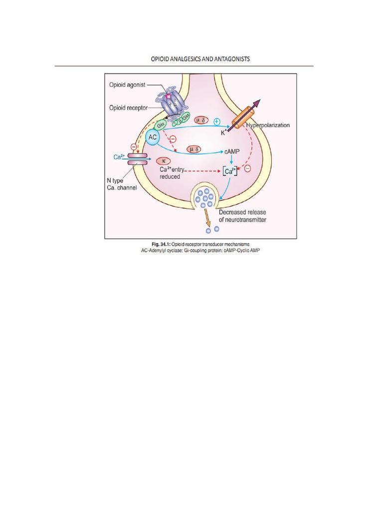 Schematic Representation of Opiod Receptor Transducer Mechanism | PDF