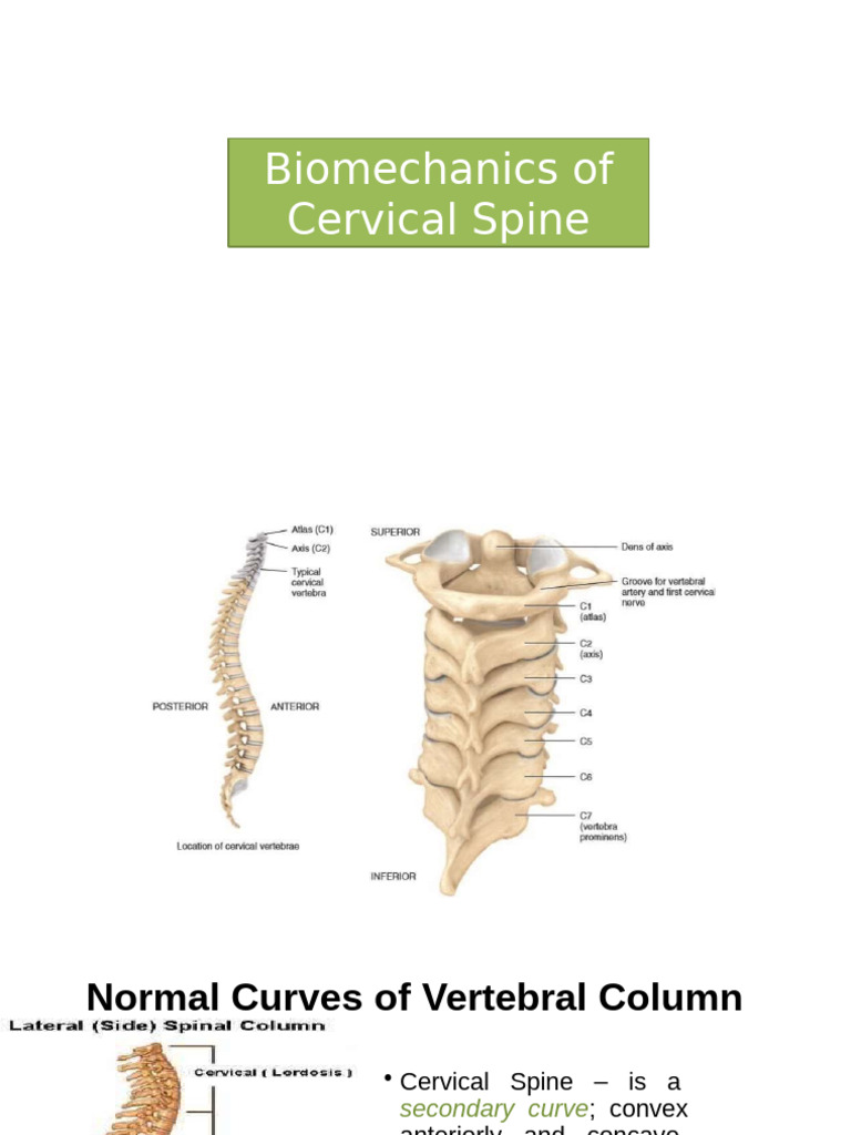 Biomechanics of Cervical Spine | PDF | Vertebra | Anatomical Terms Of ...