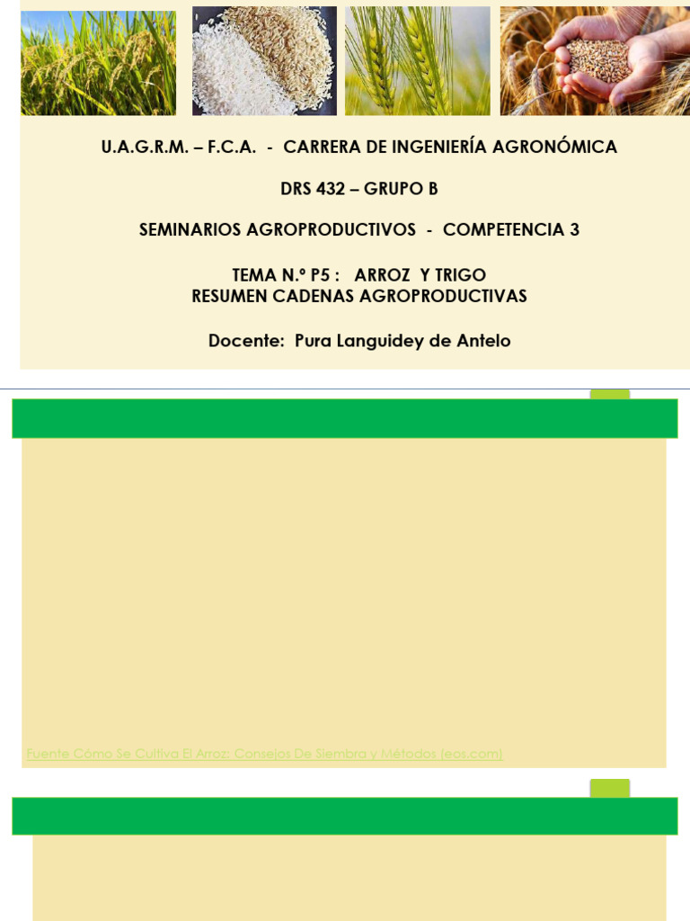 p5 - Arroz y Trigo - Cadena Agroproductiva | PDF | Arroz | Cereales