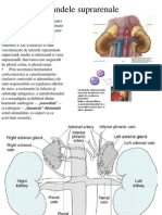Glandele Suprarenale