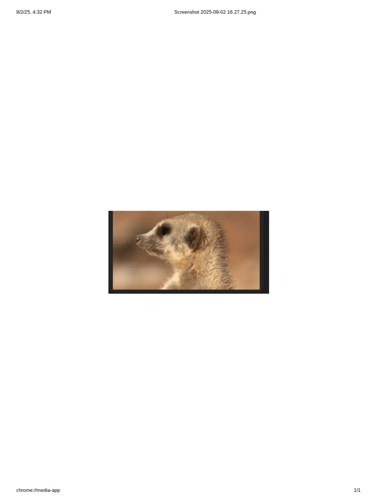 Koala | PDF