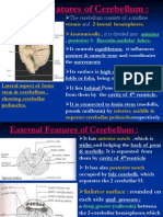 10 Cerebellum