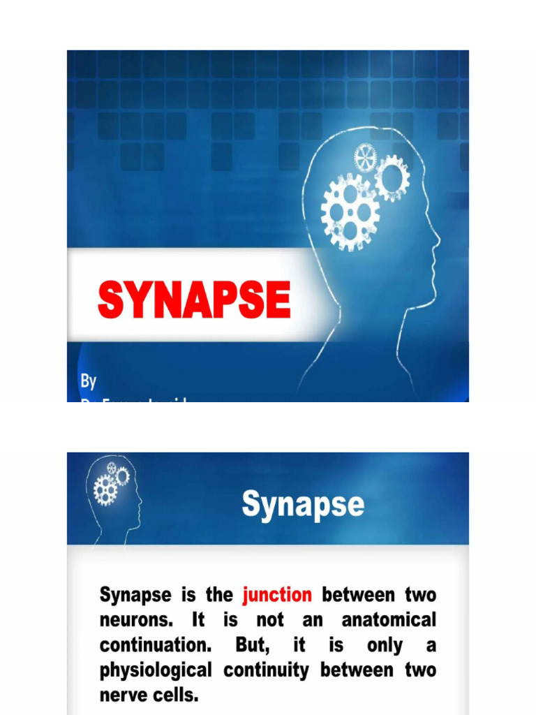 Synapse | PDF