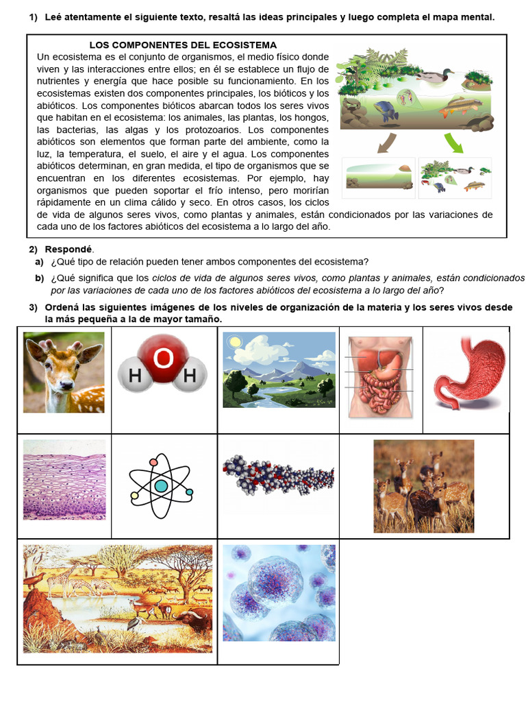 Componentes y Organización del Ecosistema | PDF | Ecosistema | Organismos