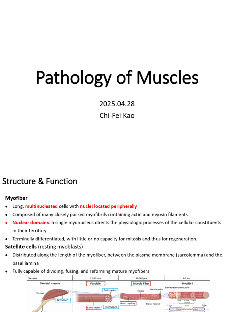 Pathology of Muscle - 042825 | PDF | Skeletal Muscle | Medical Specialties