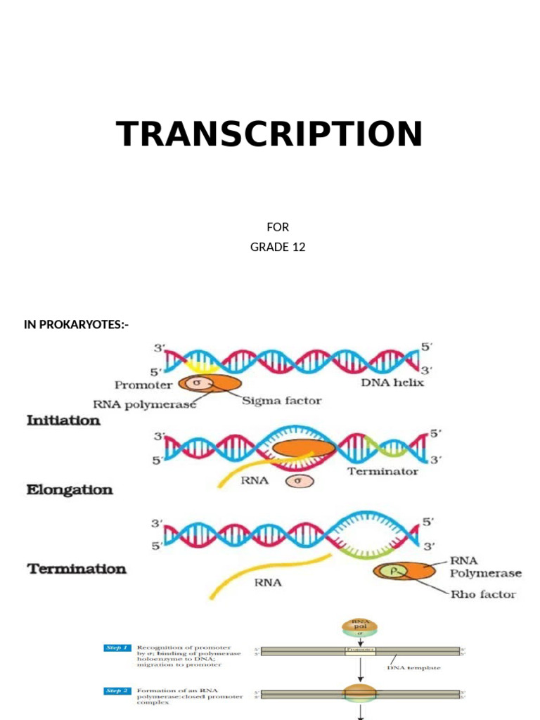 Transcription | PDF
