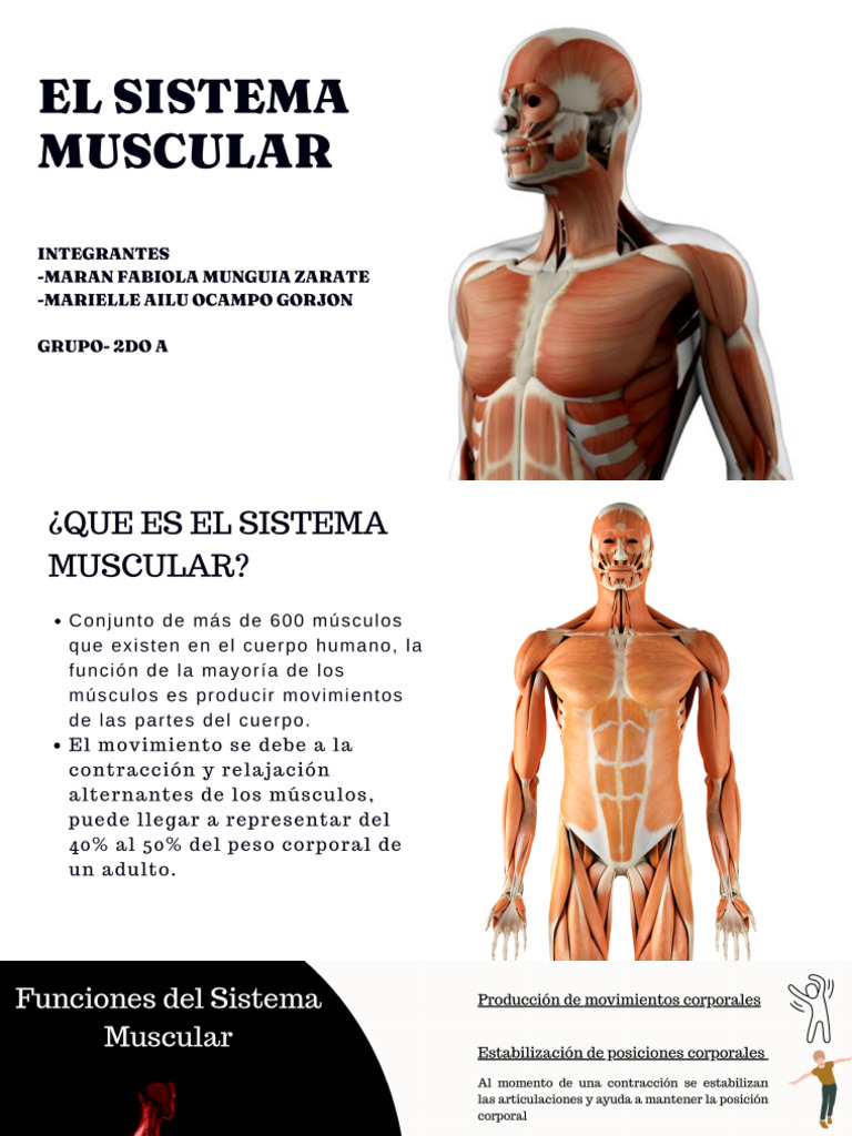 Muscular System Educational Presentation in White Simple Animated Style ...