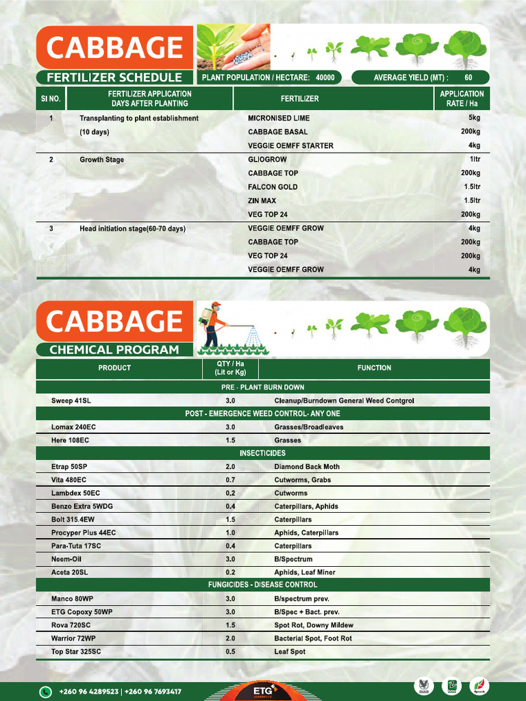 CABBAGE Crop Prog May25 | PDF