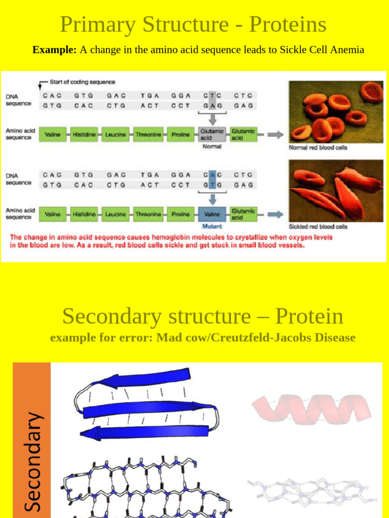 Understanding Protein Structures and Enzymes | PDF | Enzyme | Active Site