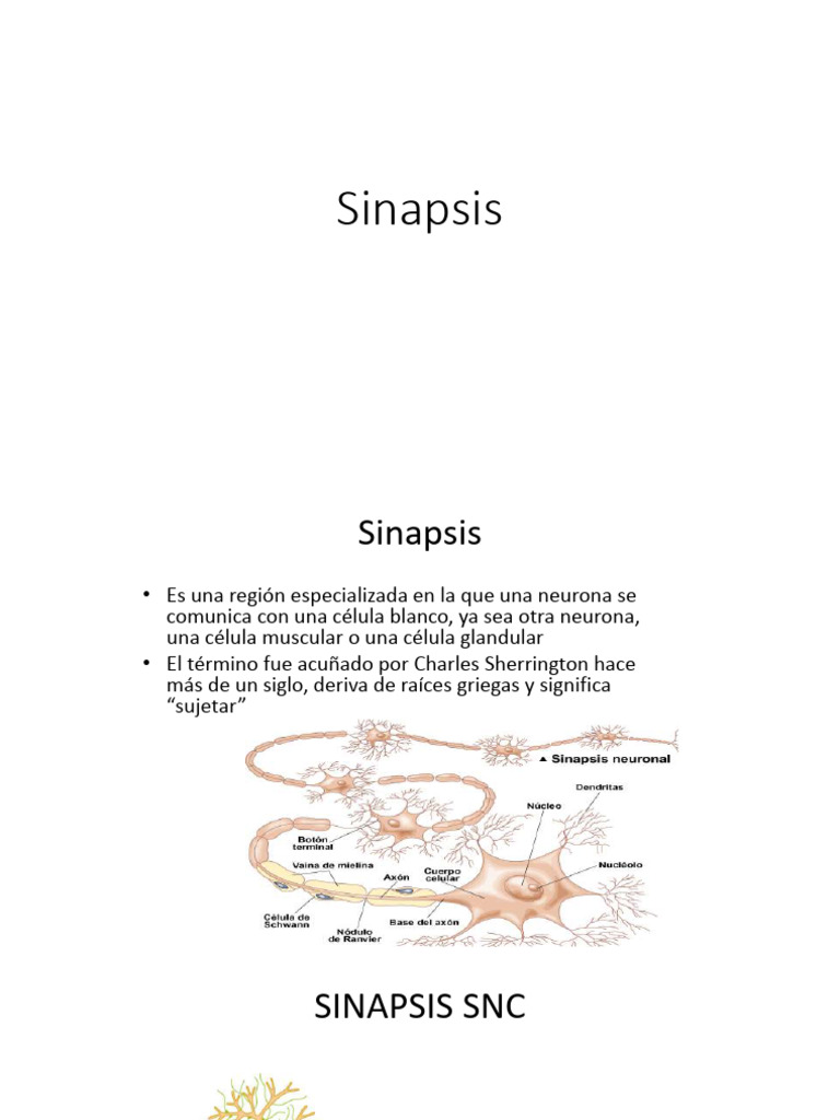 Inhibición Presináptica en Sinapsis | PDF | Sinapsis | Neurona