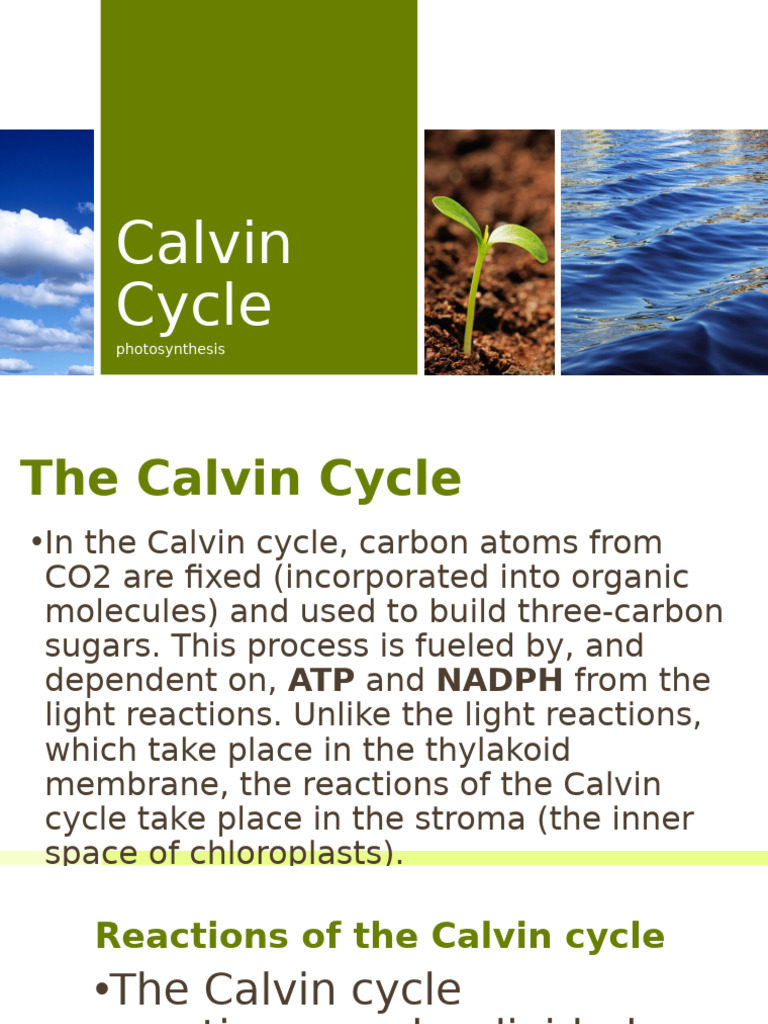 Overview of the Calvin Cycle Steps | PDF