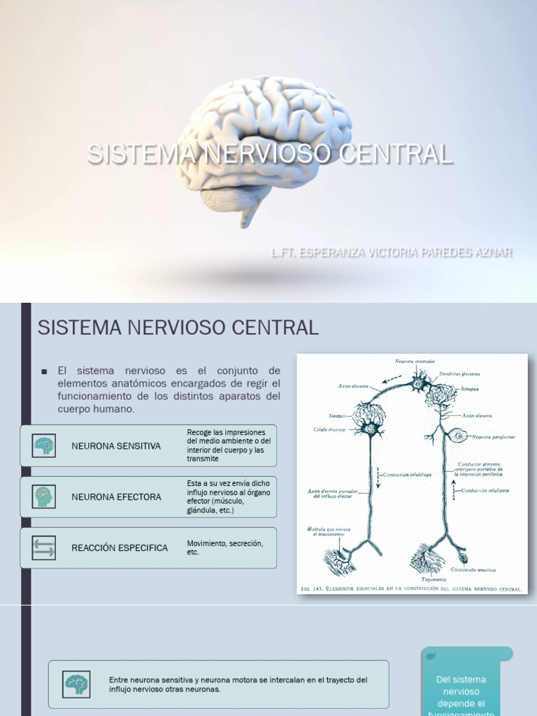 Estructura y Función del Sistema Nervioso Central | PDF | Médula ...