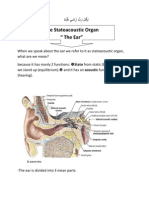 H&amp N Anatomy - The Ear