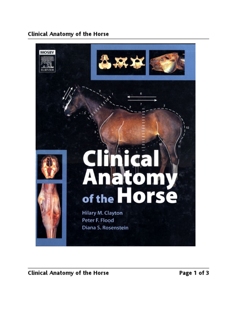 Clinical Anatomy of The Horse | PDF | Vertebra | Vertebral Column