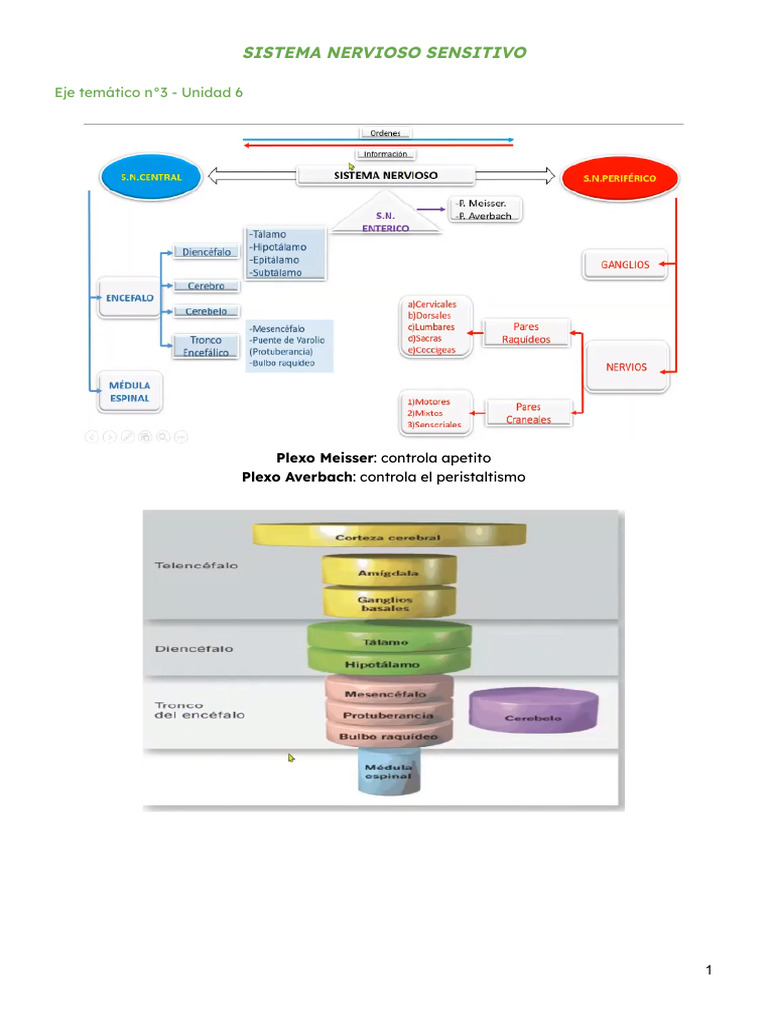 Estructura y Función del Sistema Nervioso | PDF | Sinapsis ...