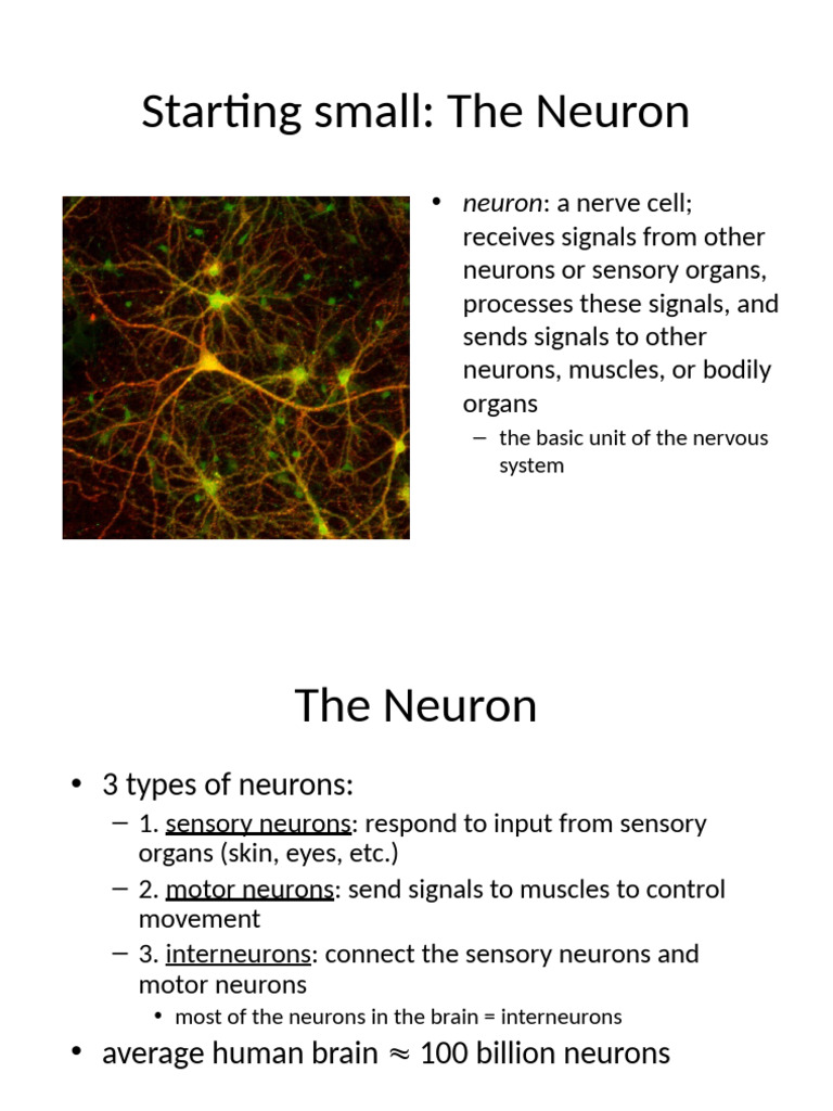 Understanding Neurons and Nervous System | PDF | Neuron | Neurotransmitter