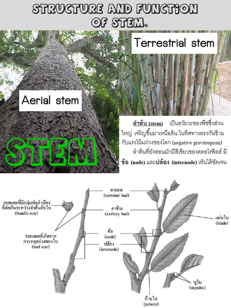 SHEET-Structure of Stem | PDF