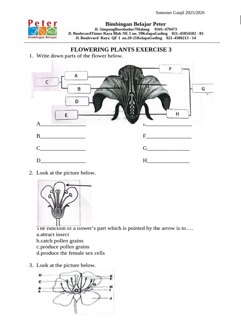 Bhavi Flowering Plants Exercise 1 | PDF | Flowers | Petal