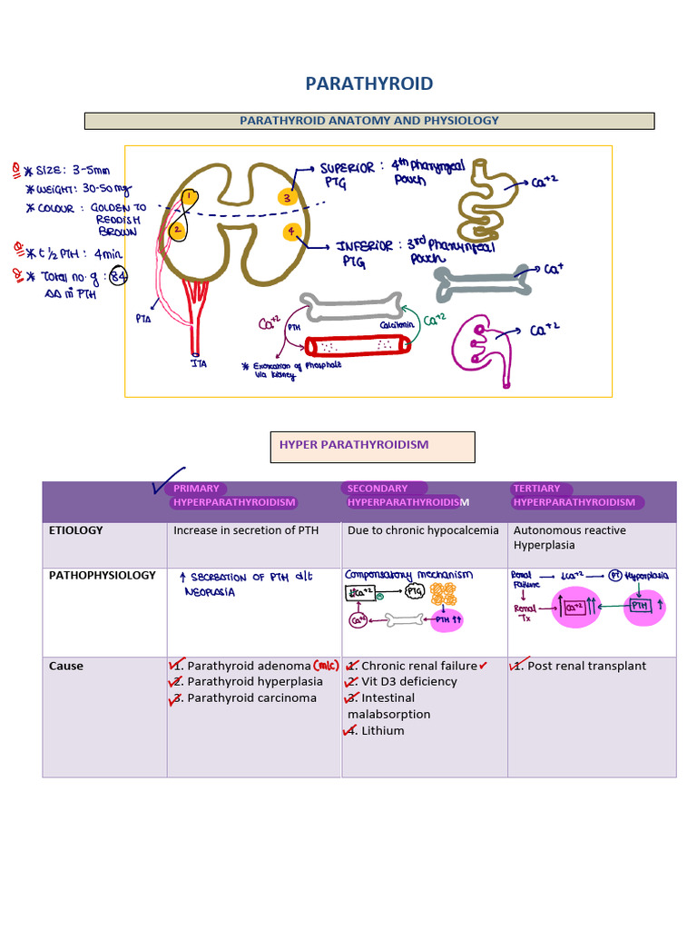 Understanding Hyperparathyroidism Types | PDF | Endocrine System ...