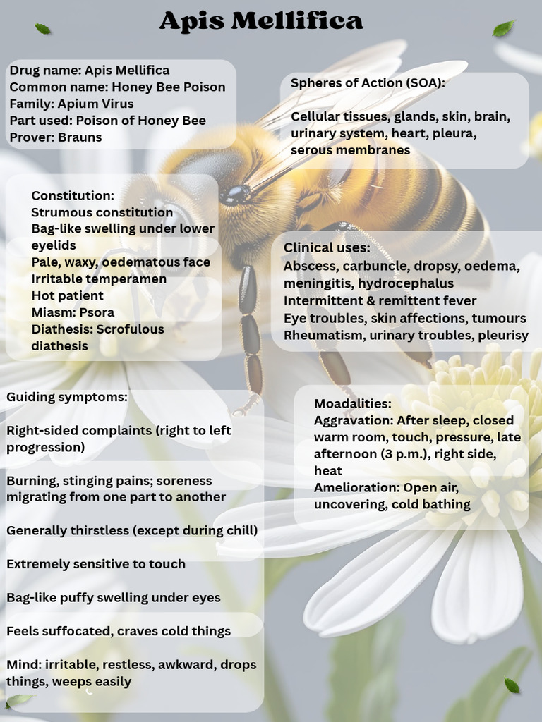 Apis Mellifica Chart Drug Name Apis Mellifica Common Name Honey Bee ...
